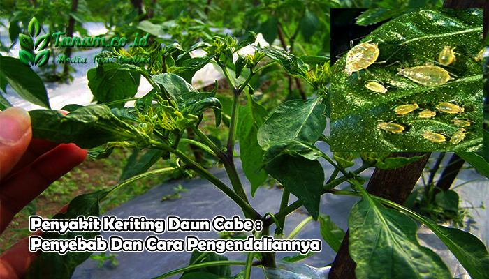 Penyakit Keriting Daun Cabe  Penyebab Dan Cara 