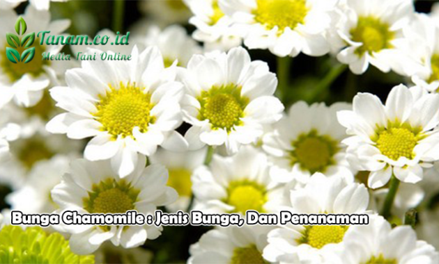 Bunga Chamomile