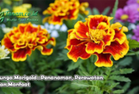 Bunga Marigold