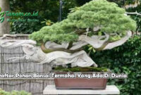 Daftar Pohon Bonsai Termahal Yang Ada Di Dunia