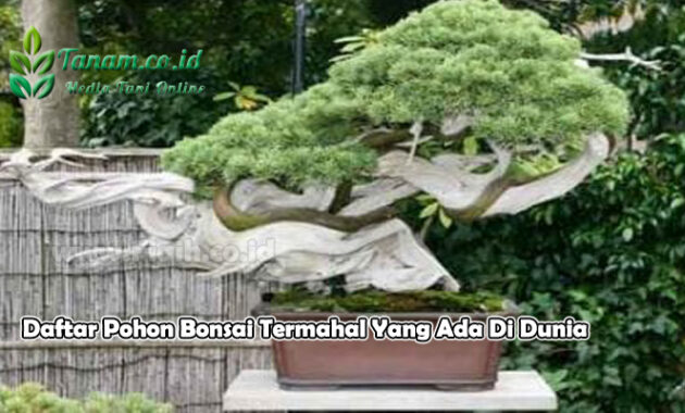 Daftar Pohon Bonsai Termahal Yang Ada Di Dunia