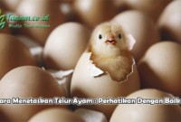 Cara Menetaskan Telur Ayam