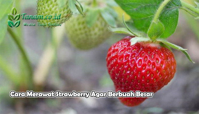 Cara Merawat Strawberry Agar Berbuah Besar