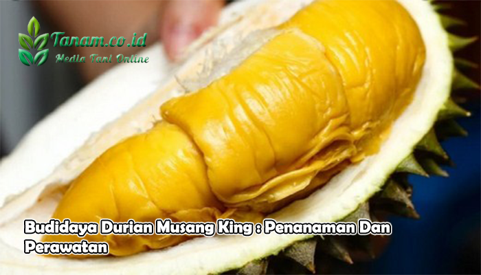 Budidaya Durian Musang King