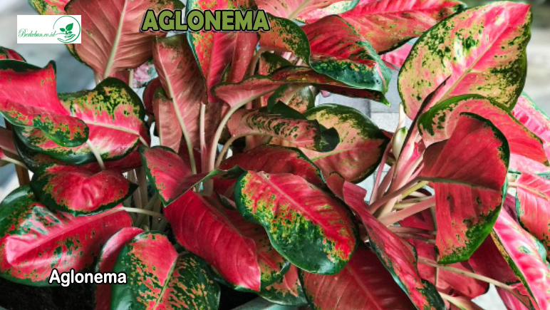 Aglonema