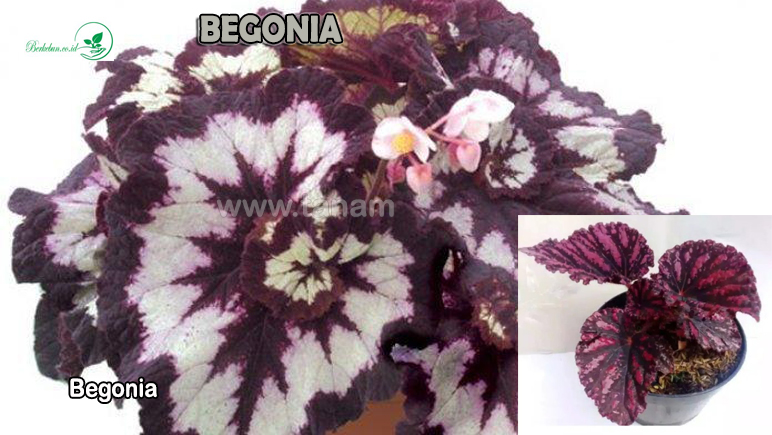 Begonia