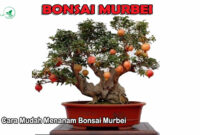 Bonsai Murbei