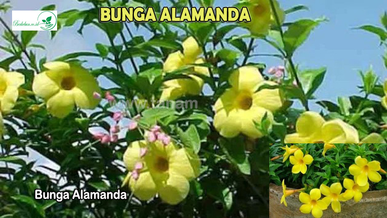 Bunga Alamanda