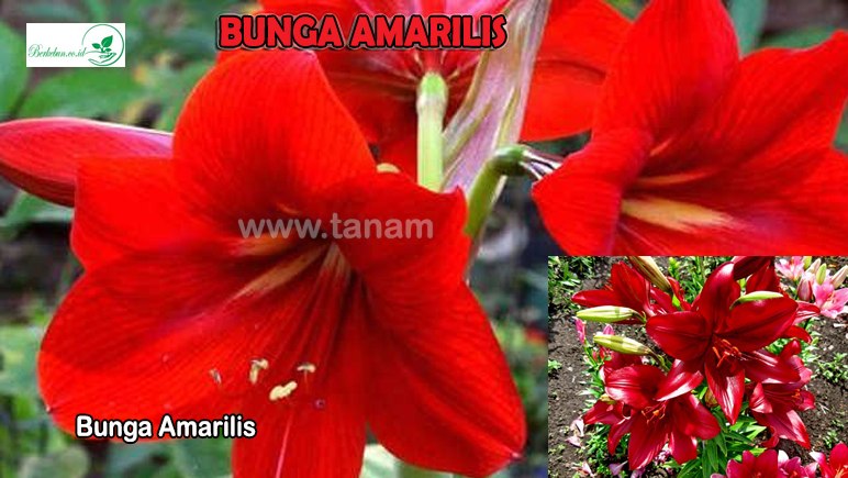 Bunga Amarilis