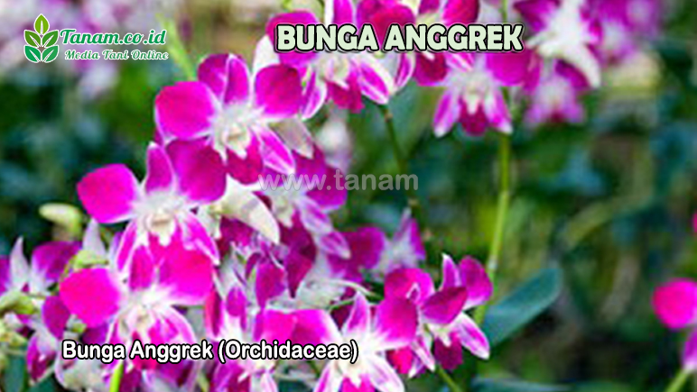 Bunga Anggrek (Orchidaceae)