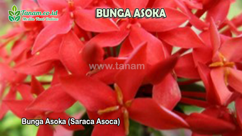 Bunga Asoka (Saraca Asoca)