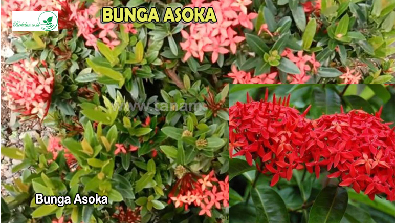 Bunga Asoka