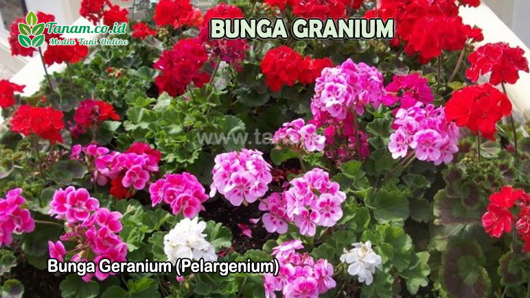 Bunga Geranium (Pelargenium)