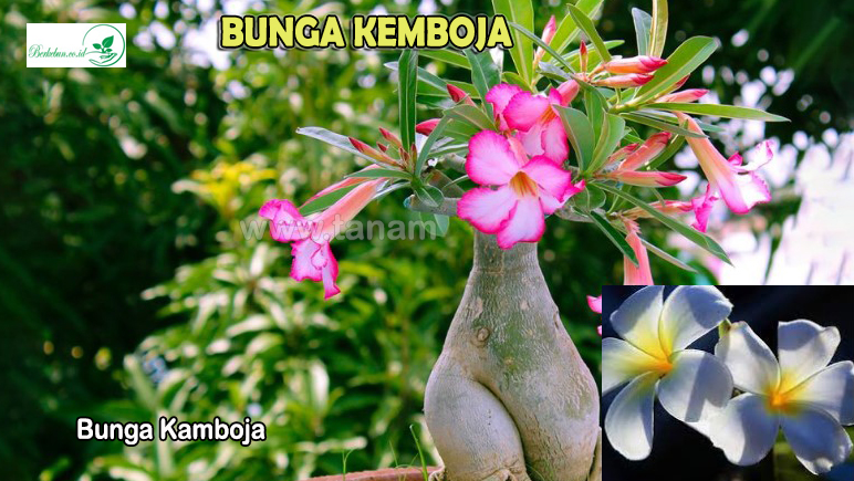 Bunga Kamboja