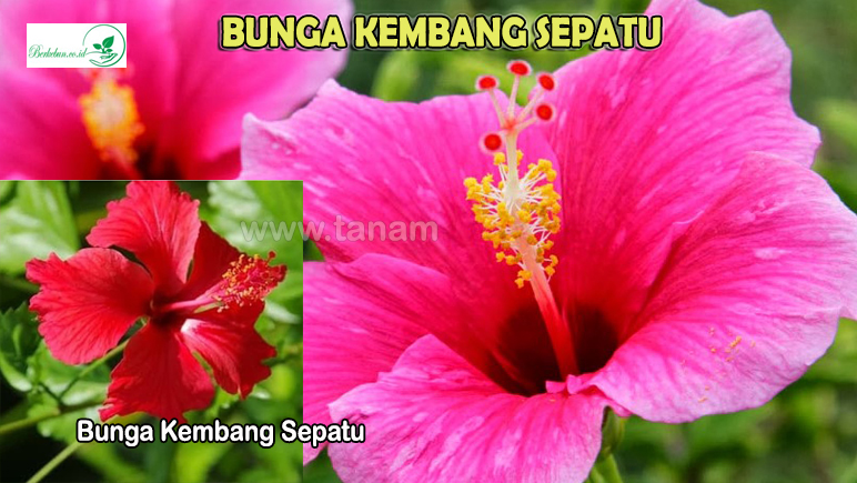 Bunga Kembang Sepatu