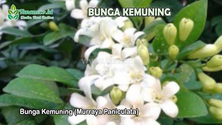 Bunga Kemuning (Murraya Paniculata)