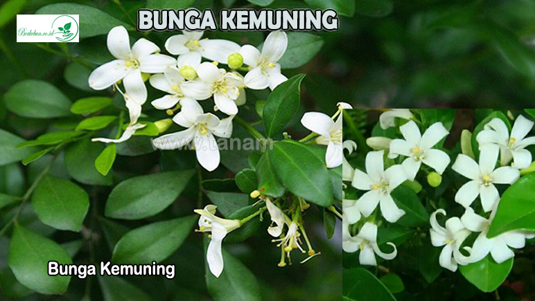 Bunga Kemuning