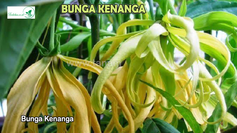 Bunga Kenanga