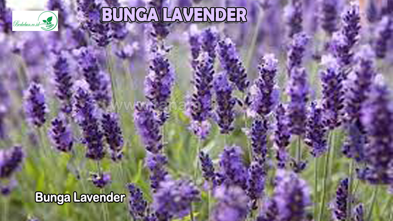 Bunga Lavender