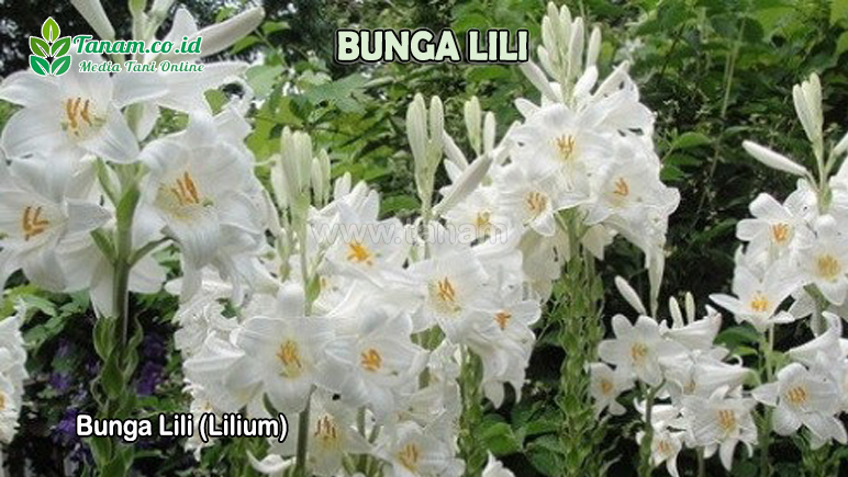 Bunga Lili (Lilium)