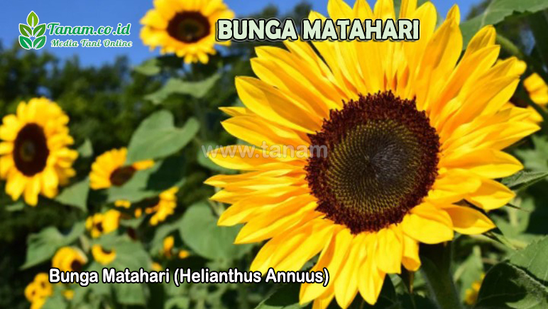 Bunga Matahari (Helianthus Annuus)