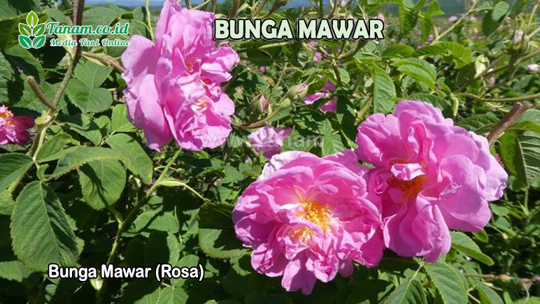 Bunga Mawar (Rosa)