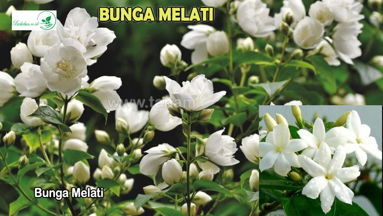 Bunga Melati