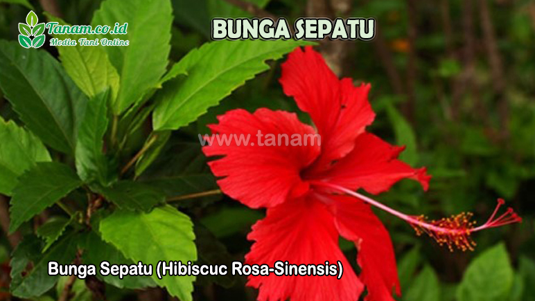 Bunga Sepatu (Hibiscuc Rosa-Sinensis)