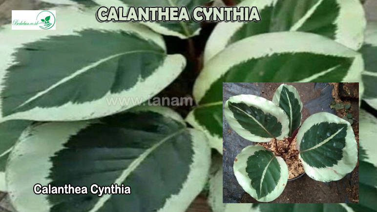 Calanthea Cynthia