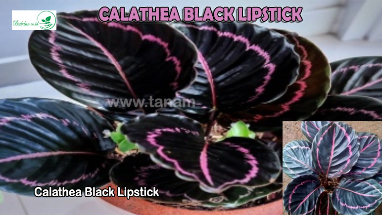 Calathea Black Lipstick