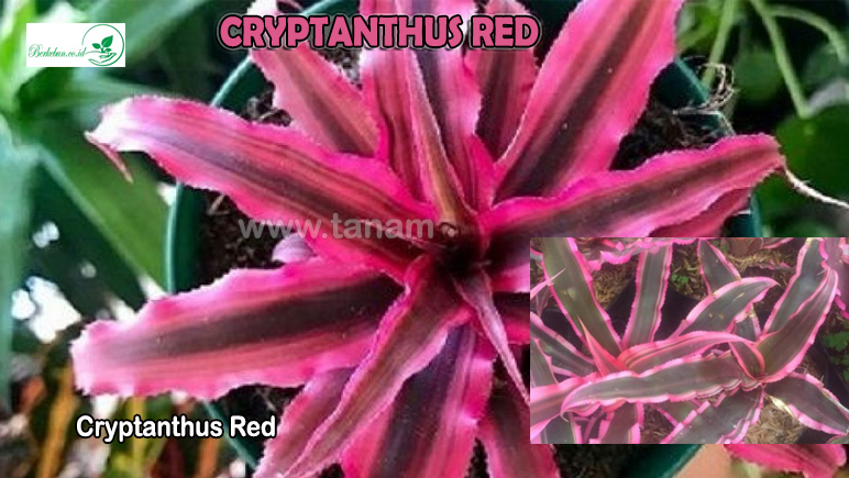 Cryptanthus Red