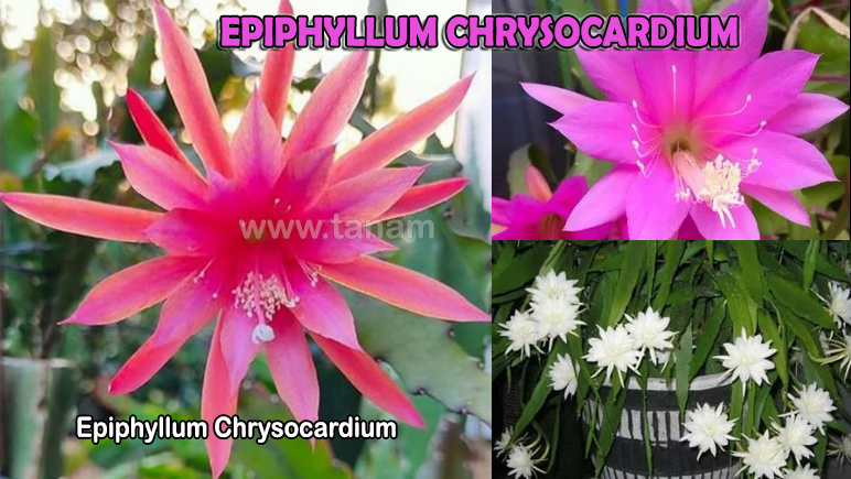 Epiphyllum Chrysocardium