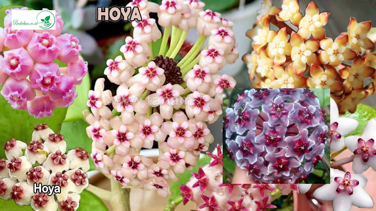 Hoya