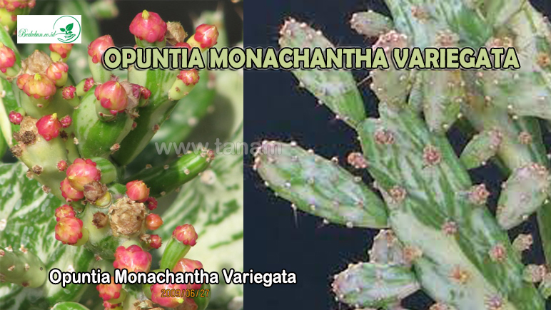 Opuntia Monachantha Variegata