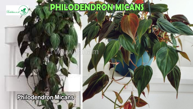 Philodendron Micans