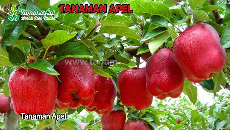 Tanaman Apel