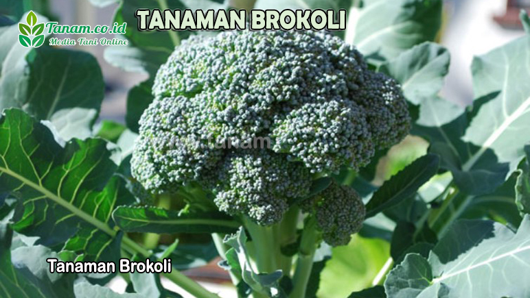 Tanaman Brokoli