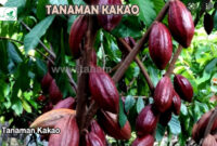 Tanaman Kakao