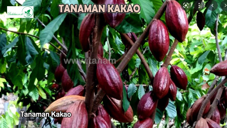 Tanaman Kakao