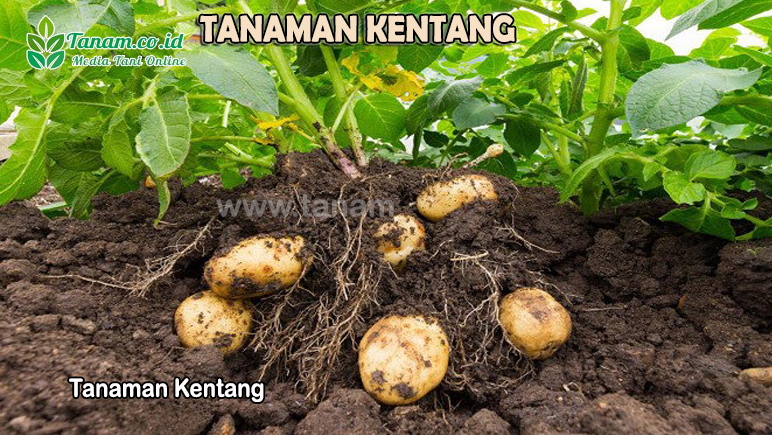 Tanaman Kentang