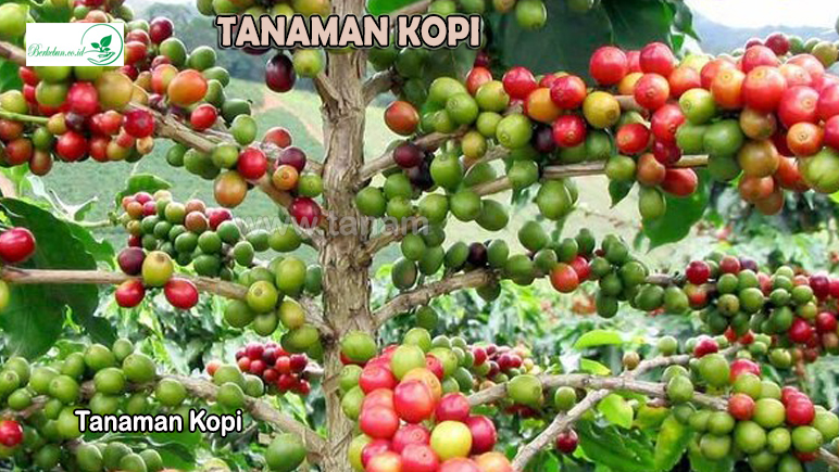 Tanaman Kopi