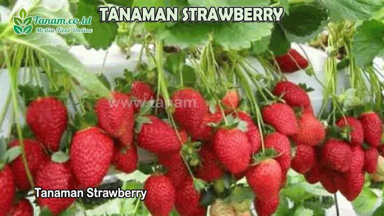 Tanaman Strawberry