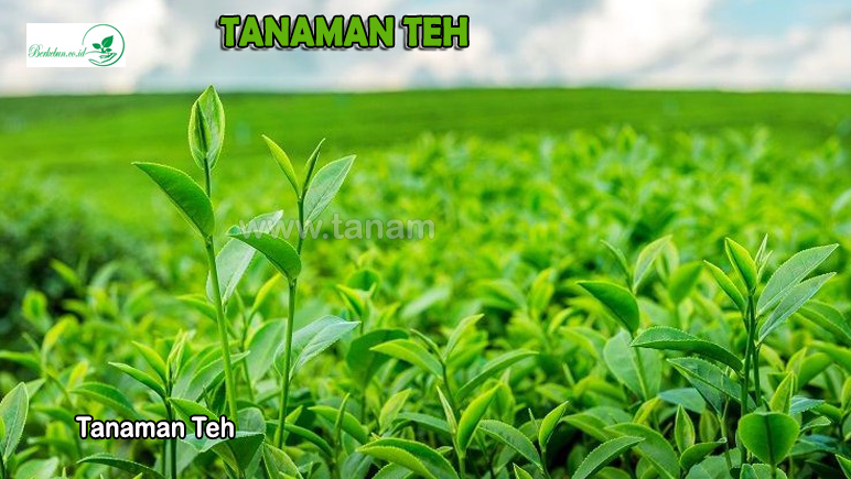 Tanaman Teh