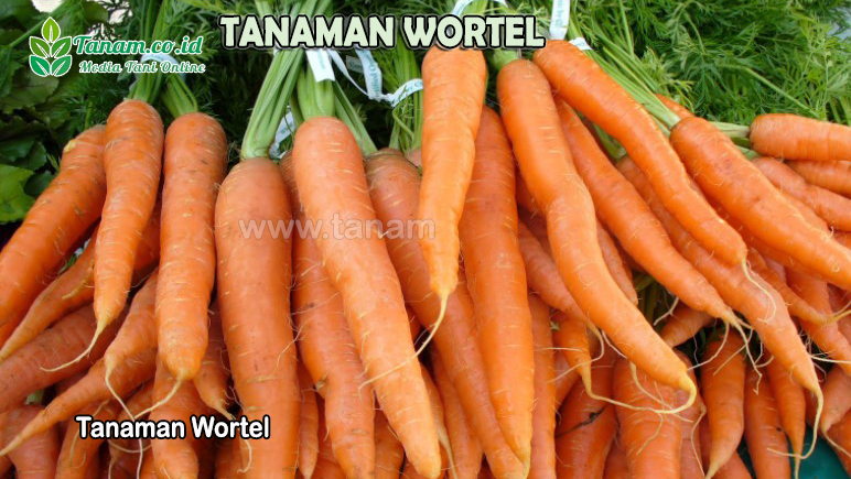 Tanaman Wortel